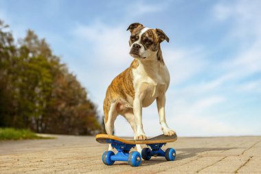 Açık havada kaykay üzerinde Brindle ve White Boston Terrier karışımı, mavi gökyüzünün altında aktif oyuncu bir köpek.