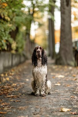 Sonbahar patikasında oturan yaşlı İngiliz Cocker Spaniel, sonbahar atmosferinde kıvırcık kulaklı ıslak köpek