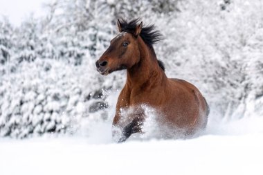 Hucul Körfezi atı kış ormanlarında derin karlar içinde koşuyor, güçlü dağ türleri hareket halinde.