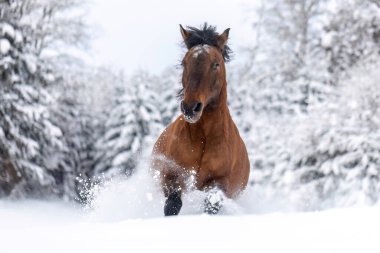 Hucul Körfezi atı kış ormanlarında derin karlar içinde koşuyor, güçlü dağ türleri hareket halinde.