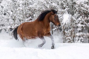 Hucul Körfezi atı kış ormanlarında derin karlar içinde koşuyor, güçlü dağ türleri hareket halinde.