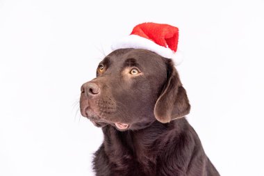 Kırmızı beyaz Noel Baba şapkası takan çikolatalı Labrador Retriever köpeği beyaz bir stüdyonun arka planında sakin ve sakin görünüyor. Temiz, minimal kompozisyonu ve hafif ışıklandırmasıyla şenlikli Noel portresi.
