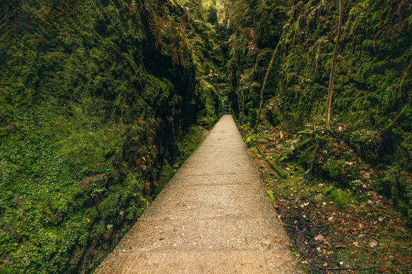 Almanya 'daki Sakson İsviçre Ulusal Parkı' nda yosun kaplı orman yolu.