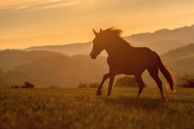 Gün batımında dört nala koşan bir atın silueti altın güneş ışığı ve arka planda dağlar olan bir çayırda.