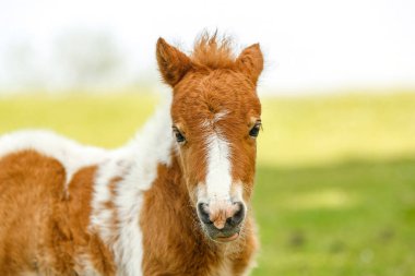 Şirin Tobiano pinto Shetland tayı, yeşil bir bahar otlağında duran kahverengi ve beyaz önlüklü. Genç tay merakla kameraya bakıyor yumuşak doğal ışıkta..