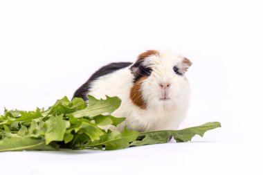Beyaz arka planda taze yeşil karahindiba yapraklarının yanında oturan siyah, beyaz ve kahverengi kürklü üç renkli kobay faresi. Sakin evcil hayvan meraklı ve rahat görünüyor..