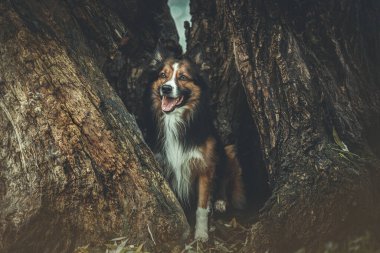 Sable Sınırı Collie, sonbahar ormanlarında yaşlı ağaç gövdeleri arasında duruyor.