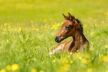 Sarı çiçekli, ilkbahar çayırında dinlenen tay tayı.