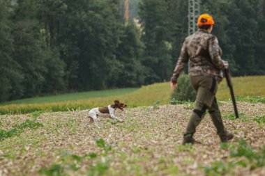 Braque Franais tarlada köpek avlarken tanınmayan bir kadın avcısı.