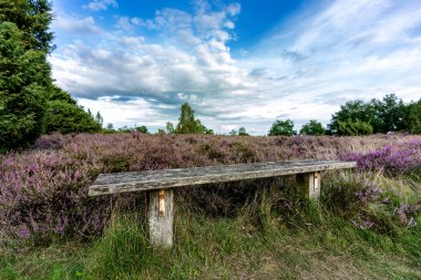 Totengrund yakınlarındaki Lneburg Heath 'in çiçek açan fundalığında ahşap bir bank. Mavi gökyüzünün altında huzurlu bir dinlenme yeri.
