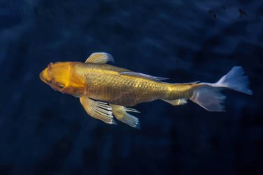 Göletin yüzeyinde elle beslenen altın bir sazan balığının yakından görüntüsü. Doğal ışık altında canlı turuncu-altın tonlarda parlayan balıklar sakinliği, güveni ve ahengi sembolize ediyor.