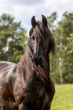 Görkemli Frizyalı hadım yeşil çayırda duruyor. Yele üflüyor. Güçlü siyah at doğal ışıkla birlikte doğada.
