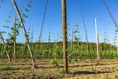 Genç yeşil zıplama bitkileriyle Almanya 'daki sıçrama sahasında açık mavi bir gökyüzü altında kablolar ve tahta direklere tırmanıyor.
