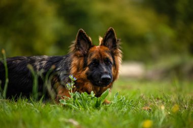 Uzun saçlı, esmer, siyah paltolu yaşlı Alman çoban köpeği otların üzerine uzanmış, sakin ve özenli açık hava portresi..