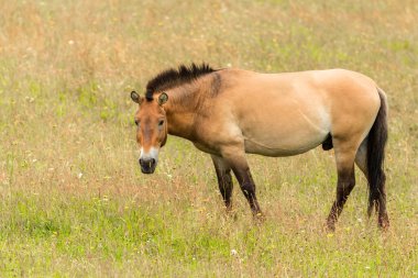 Przewalski atlarından oluşan küçük bir grup, sosyal davranış ve doğal etkileşim sergileyen yeşil bir çayırda yan yana duruyor. Bu nadir vahşi atlar son gerçek vahşi at türü olarak bilinir..