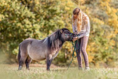 Shetland midillisinin yanına çömelmiş bir kadın.