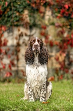Kahverengi ve beyaz Cocker Spaniel sonbahar manzarasında oturuyor, klasik bir av türü ve nazik bir ifade.