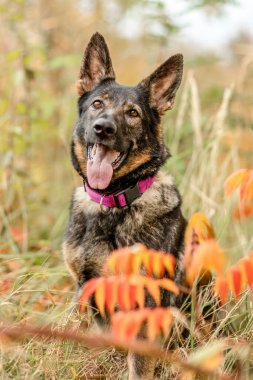 Kısa saçlı Alman çoban köpeği. Sonbahar yeşilliklerinde dinleniyor. Sıcak tonlar ve tetikte, mutlu bir ifade.