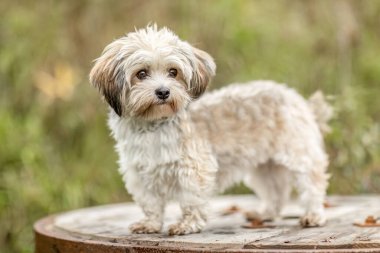 Küçük Malta Dachshund karışımı kayalık topraklarda sıcak yaz sonbaharı renklerinde 
