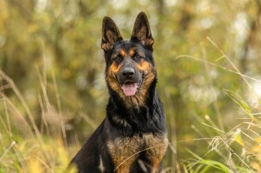 Kısa saçlı Alman çoban köpeği. Sonbahar yeşilliklerinde dinleniyor. Sıcak tonlar ve tetikte, mutlu bir ifade.