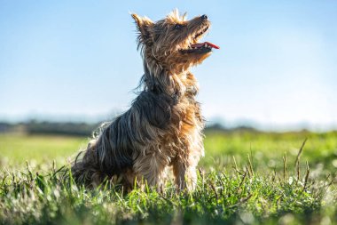 Bir Yorkshire Teriyeri güneşli çimlerde oturur, parlak doğal ışıkta mutlu bir şekilde nefes alır..