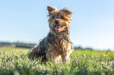 Bir Yorkshire Teriyeri güneşli çimlerde oturur, parlak doğal ışıkta mutlu bir şekilde nefes alır..
