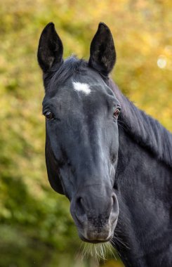 Arka planda yumuşak doğal ışık ve sonbahar yapraklarıyla dışarıda duran siyah sıcak kanlı hadım.