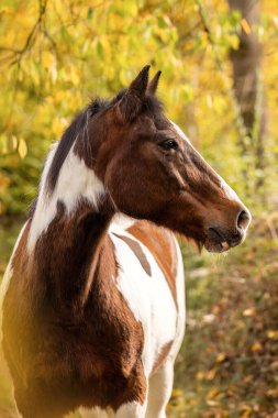 Yaşlı, kahverengi ve beyaz pinto hadım edilmiş. Dışarıdaki sıcak, doğal ışıkta sakince yana bakıyor..