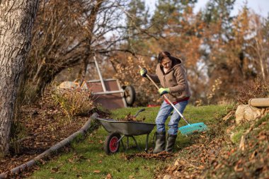 Bahçe temizliği için sonbahar yapraklarını toplamak ve güneşli bir sonbahar gününde gübrelemek için yaprak tırmığı kullanan kadın.