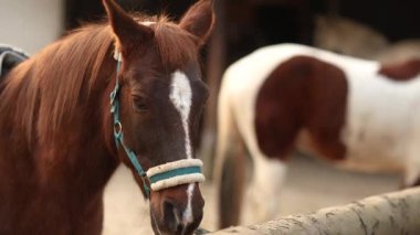 Kestane renkli at, kışın eyerle sakince kravat bölgesinde bekliyor.