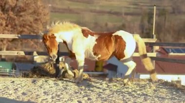 Enerjik Pinto Haflinger kısrağı kış boyunca özgürce oynuyor ve açık hava binicilik sahasında kameraya doğru koşuyor.