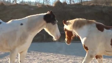 Pinto Haflinger karışımı ve genç Boya Atı kış arenasında özgürce hareket ediyor