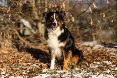 Genç, minyatür Avustralyalı çoban kadın kışın dışarıda oturuyor.