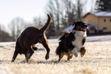 İki genç köpek kış güneşinde dışarıda birlikte oynuyorlar.