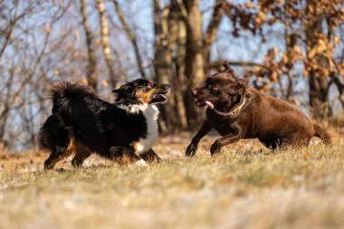 İki genç köpek kış güneşinde dışarıda birlikte oynuyorlar.