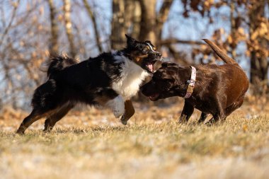 İki genç köpek kış güneşinde dışarıda birlikte oynuyorlar.