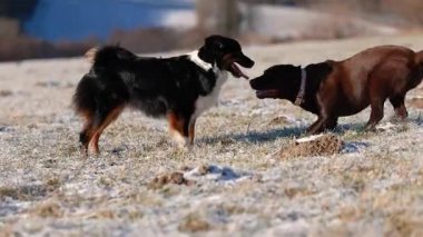 Mini bir Avustralya çoban köpeği ve kahverengi bir Labrador 'un soğuk bir kış çayırında etkileşime girip birlikte oynadığı eğlenceli bir video. Köpekler neşeli hareketler, sosyal davranışlar, enerjik açık hava aktiviteleri sergiliyor.