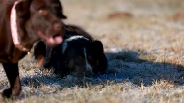 Mini bir Avustralya çoban köpeği ve kahverengi bir Labrador 'un soğuk bir kış çayırında etkileşime girip birlikte oynadığı eğlenceli bir video. Köpekler neşeli hareketler, sosyal davranışlar, enerjik açık hava aktiviteleri sergiliyor.