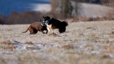 Mini bir Avustralya çoban köpeği ve kahverengi bir Labrador 'un soğuk bir kış çayırında etkileşime girip birlikte oynadığı eğlenceli bir video. Köpekler neşeli hareketler, sosyal davranışlar, enerjik açık hava aktiviteleri sergiliyor.