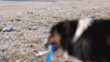 Buzlu bir kış tarlasında yürürken köpek oyuncağı taşıyan mini bir Avustralya çoban köpeğinin aktif videosu. Eğlenceli köpek davranışları, açık hava egzersizleri ve soğuk kırsal alanda neşeli hareketler.