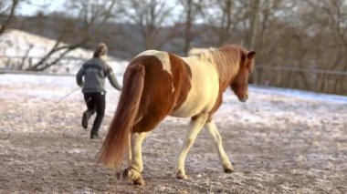 Genç bir kadın, İzlanda kısrağını kışın nazik binicilik ve bağlanma teknikleri kullanarak eğitiyor.