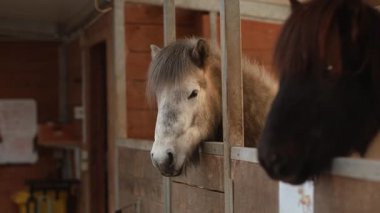 Sakin, sakin bir sahne. Atlar garip bir şekilde kutunun kapısına bakıyor. Rahatlamış davranışlar ve nazik bir atmosfer sergiliyor.