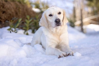 Beyaz Golden Retriever parlak bir kış gününde karda yatıyor.