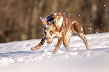 Kışın Karda Koşan Oyuncu Leopar Labrador