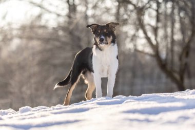 Pürüzsüz Sınır Collie kış karında dışarıda duruyor, özenli ifade, arka plan ışığı, sakin sahne