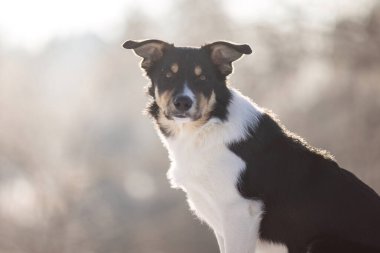 Pürüzsüz bir Border Collie kış karında dışarıda oturuyor, dikkatli bakışlar, yumuşak güneş ışığı, fotokopi alanı ile minimum arkaplan