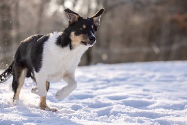 Pürüzsüz Border Collie kış karında hızlı koşuyor, donmuş hareket, uçan kar kristalleri ve odaklanmış ifade
