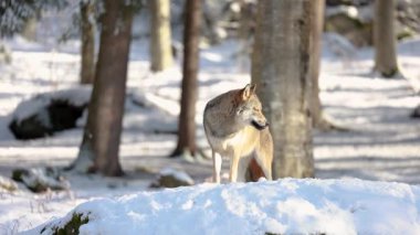Gri Kurt Karlı Bavyera Ormanı 'nda, Kış Sahnesi Bavyera Ormanı Ulusal Parkı' nda