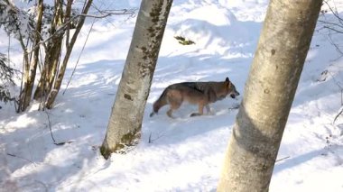 Gri Kurt Karlı Bavyera Ormanı 'nda, Kış Sahnesi Bavyera Ormanı Ulusal Parkı' nda