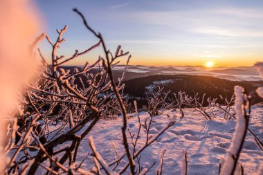 Bavyera Ormanı 'ndaki sisli vadilerin yukarısında buzlu çalıları aydınlatan altın şafak ışığı ve kar örtüsü